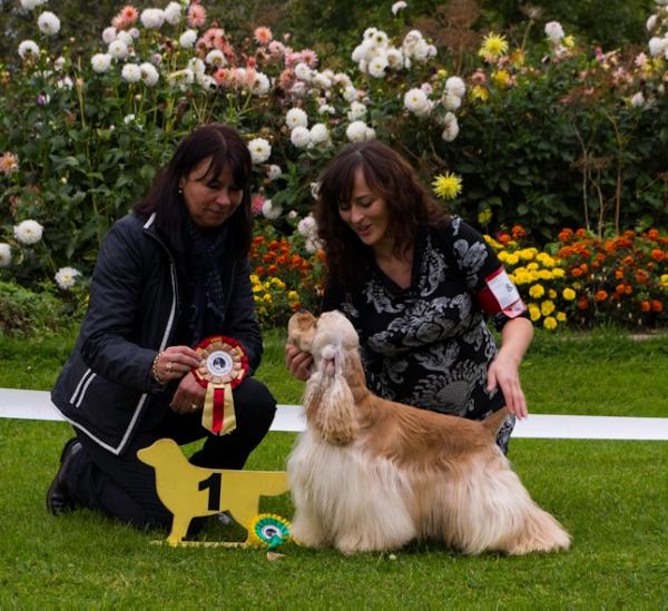 Bestas Smeline Svaja | American Cocker Spaniel 