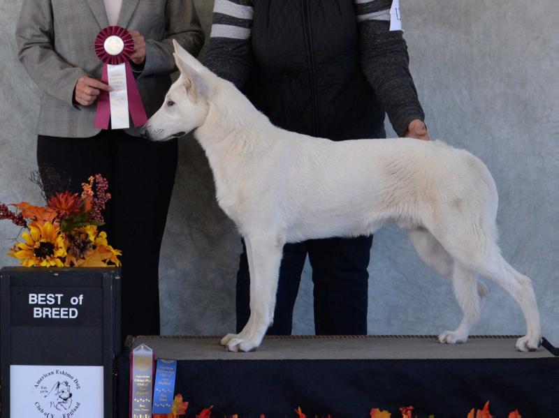 Born To Win Warrior Wodan | White Swiss Shepherd Dog 