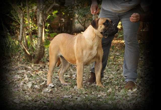 B-Kyra Gracie Brasoli | Bullmastiff 