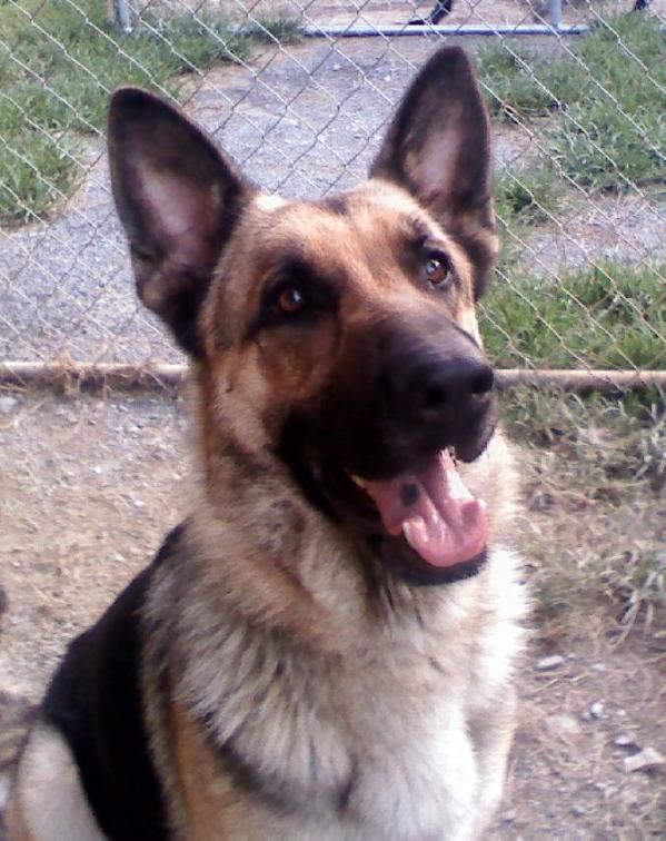 Aashka of German Shepherds | German Shepherd Dog 