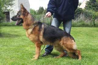 Hoss du lamentin | German Shepherd Dog 