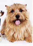 TINY STAR ANZSY | Norwich Terrier 