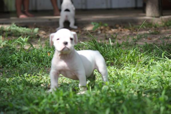 Texas Tuff's Bone | American Pit Bull Terrier 
