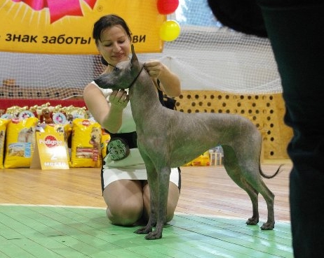 Visite Cayon | Xoloitzcuintli 