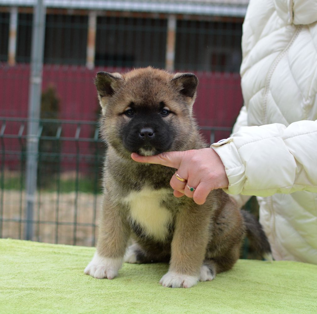 Liga Angelov Ragnetta | Akita 