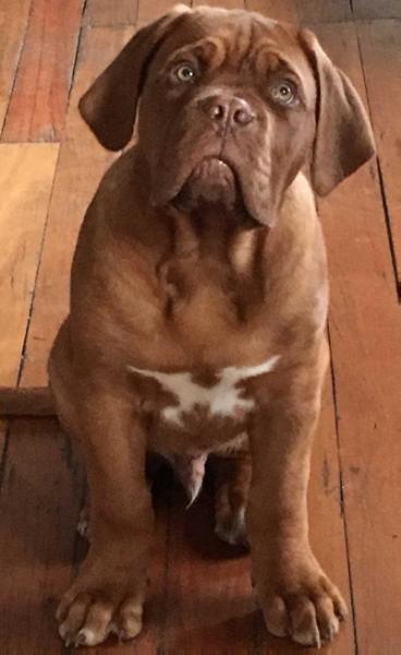 Bulladulla Conor McGregor | Dogue de Bordeaux 