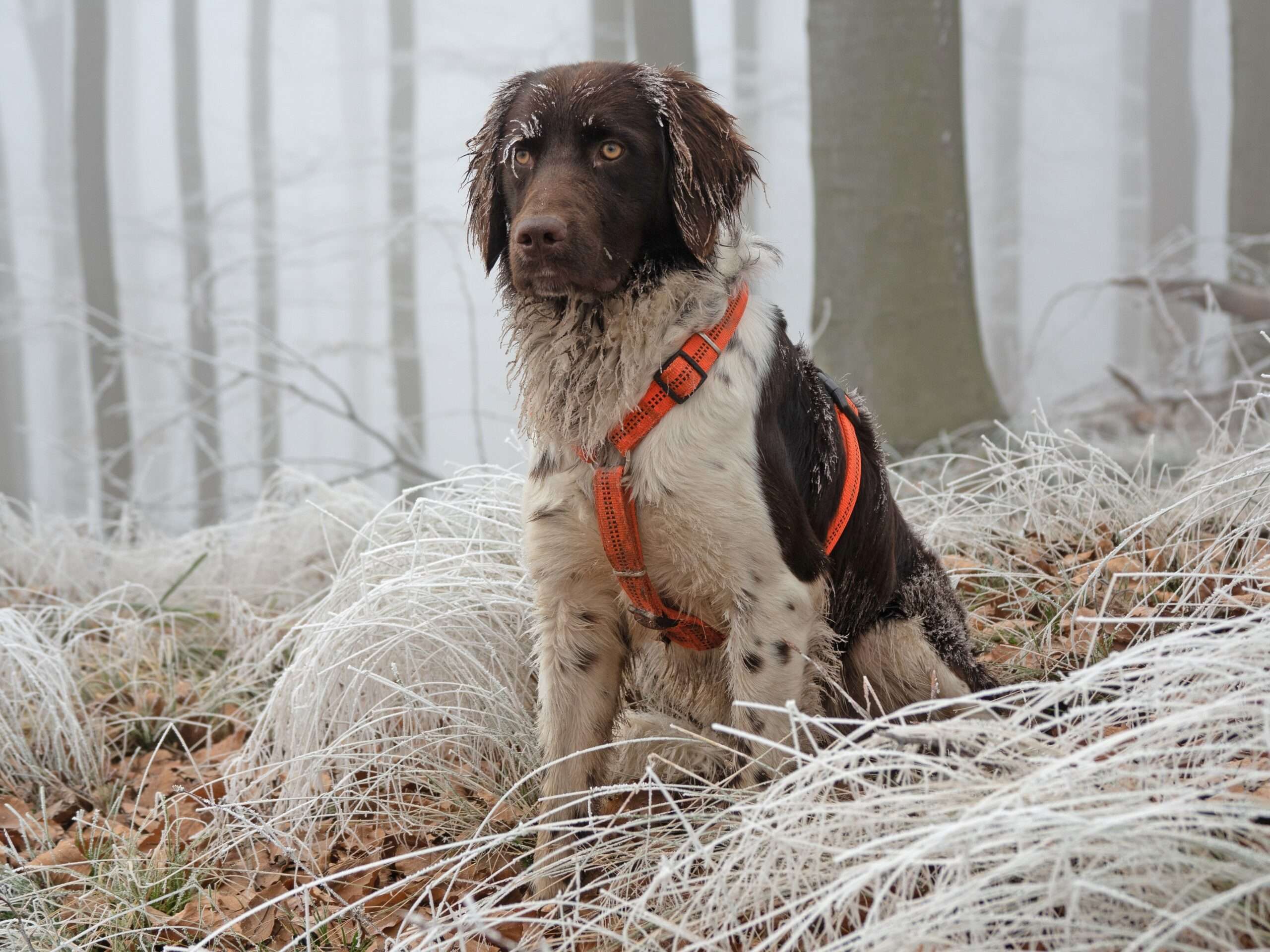 Small Munsterlander Pointer