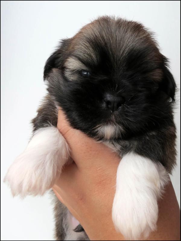 Lucky Of Small King | Lhasa Apso 