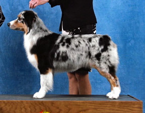 Lyric Blue Rendezvous | Australian Shepherd 
