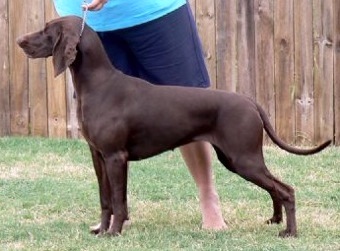 Fourjays Just A Charmer | German Shorthaired Pointer 