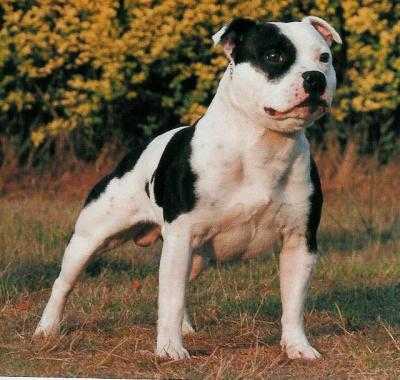 Domino Flashy Lad | Staffordshire Bull Terrier 