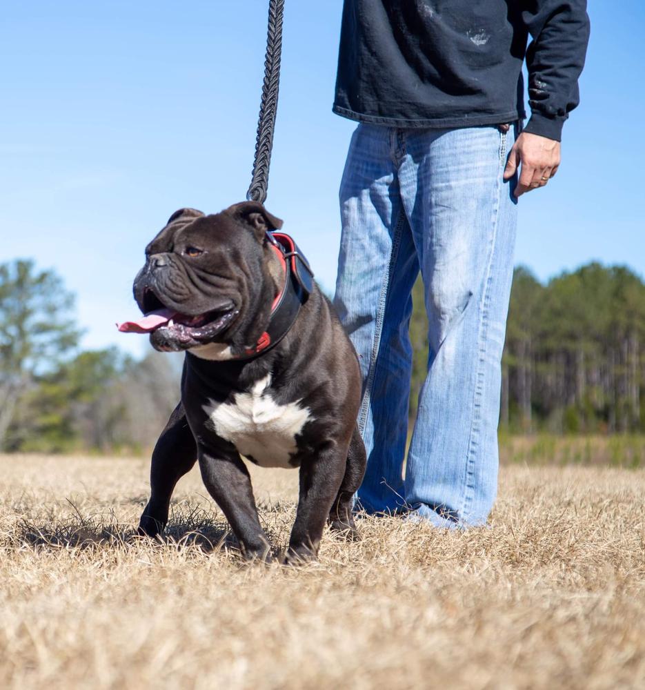 HookGrind Leonx | Olde English Bulldogge 