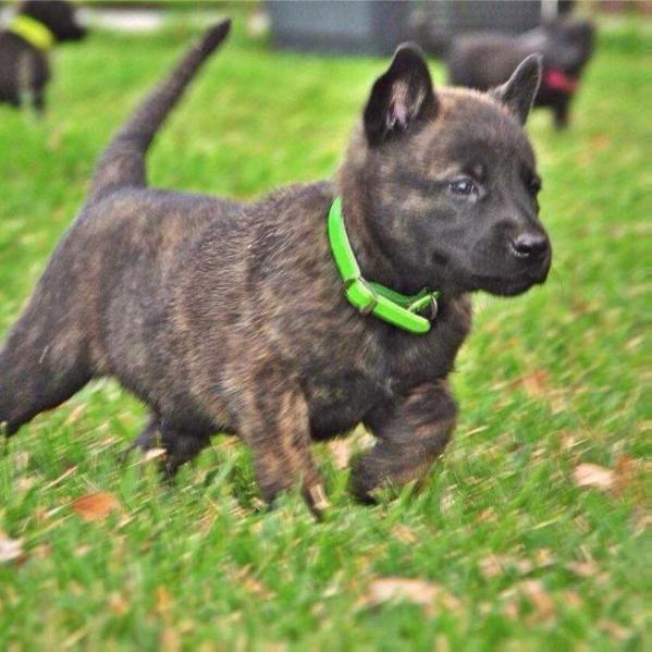 Tiger Luger | Dutch Shepherd 