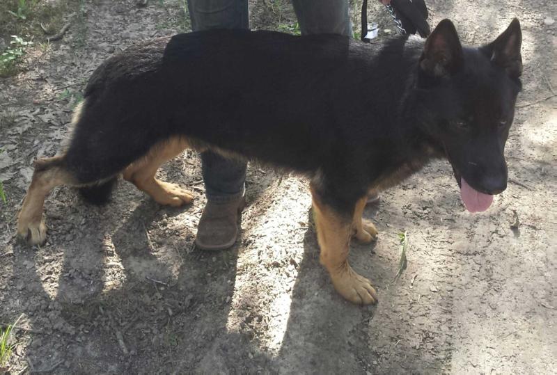 Zeus Der Sturm Vom Volentine | German Shepherd Dog 