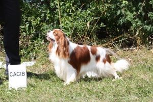 RAY OF HOPE SYLENA | Cavalier King Charles Spaniel 