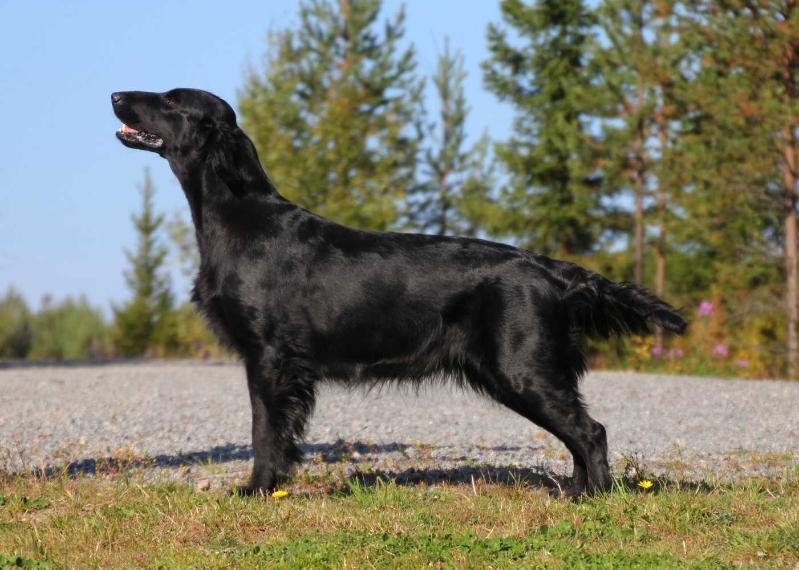 TOFFEDREAMS WALLFLOWER | Flat-Coated Retriever 