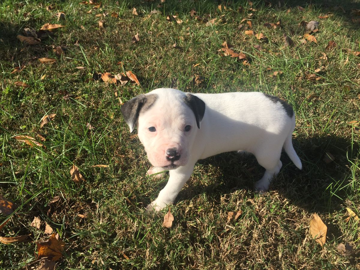 INGLE’S EAR MUFFS | American Bulldog 