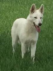 Cricket Mountains Extremely Fancy | White Swiss Shepherd Dog 