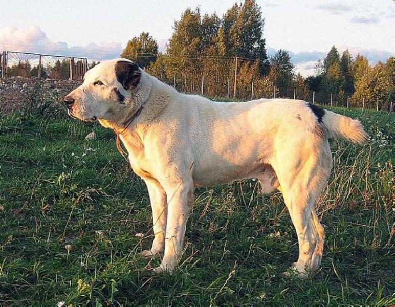 kara kele sapar | Central Asian Shepherd Dog 