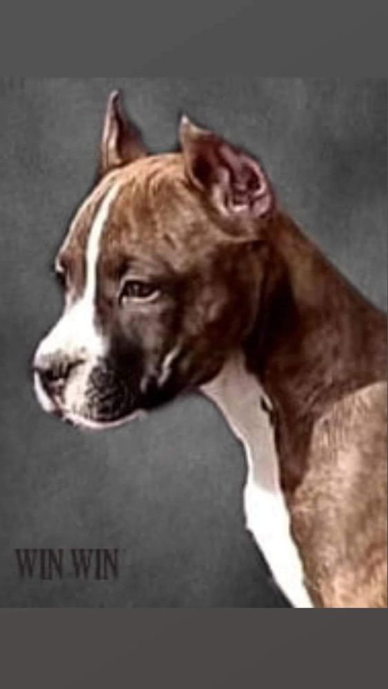 MysticStaff WIN WIN | American Staffordshire Terrier 