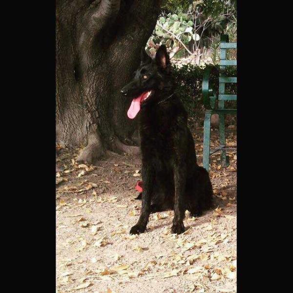 Indiana (Vargas) Mex. | Dutch Shepherd 