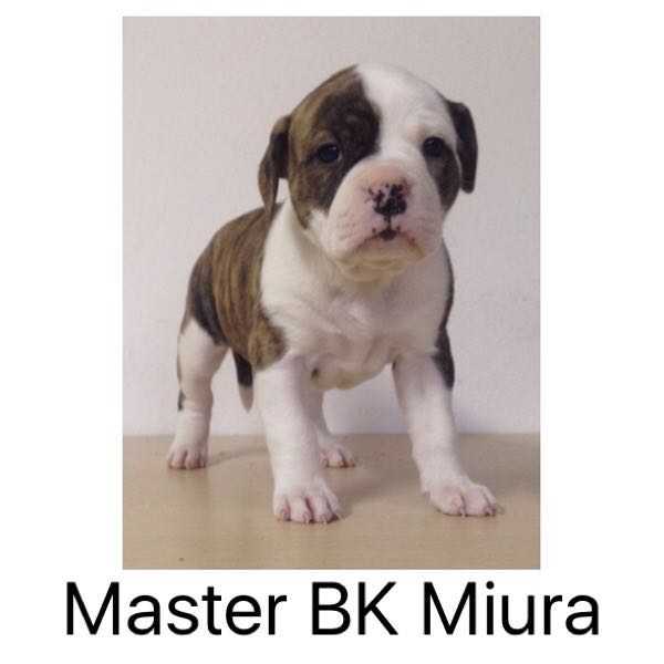Master BK Miura | American Bulldog 