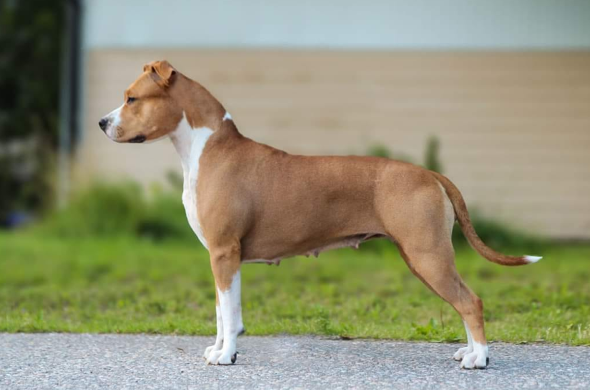 Cans Juansa Eureka | American Staffordshire Terrier 
