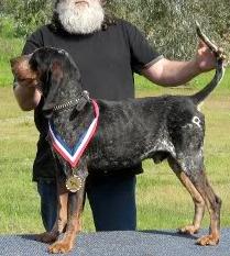 Crazy Cascade-Del's Blue Frost | Bluetick Coonhound 