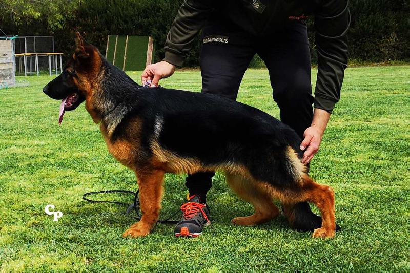 Arya Galateus | German Shepherd Dog 