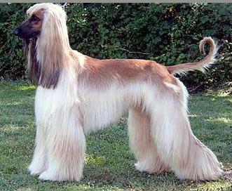 Agha Djari's Gangsta Rap | Afghan Hound 