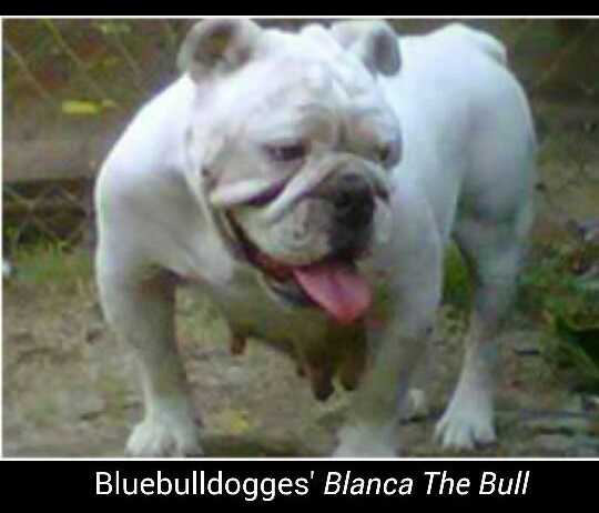 Bluebulldogge's Blanca the Bull | Olde English Bulldogge 