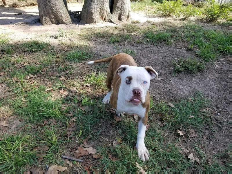 Harley Richmond | American Bulldog 