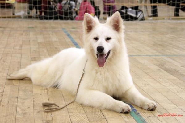 AknurGul Breeda Alhabor Almira | White Swiss Shepherd Dog 