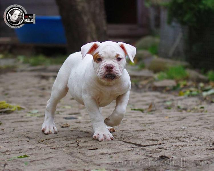 OSTWAYBULLS PEPSI | American Bulldog 