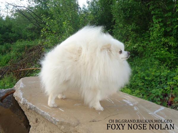 Foxy Nose Nolan | German Spitz 