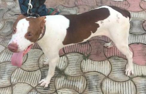 Obeda's Damion | American Pit Bull Terrier 