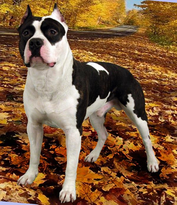 Entoni Glad | American Staffordshire Terrier 