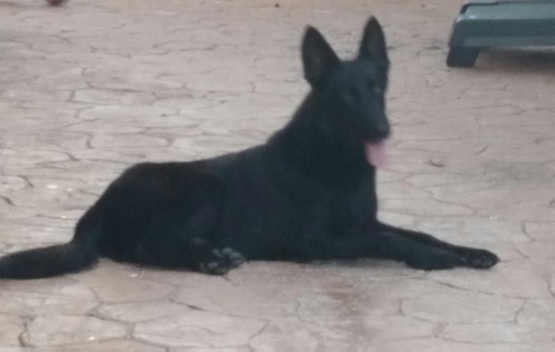 Rocky vom ICER | German Shepherd Dog 