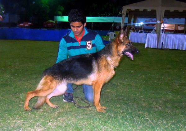 Raahbar's Sexy | German Shepherd Dog 