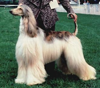 Xenos Exelita | Afghan Hound 