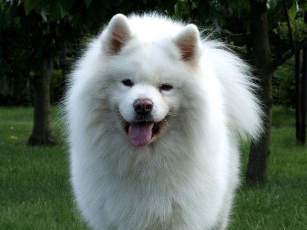 ERIS z Reptowskiego Lasu | Samoyed 