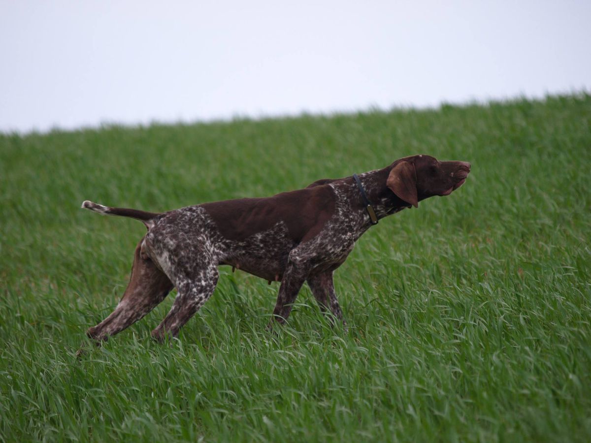 Guilda du Val de Ceze | German Shorthaired Pointer 