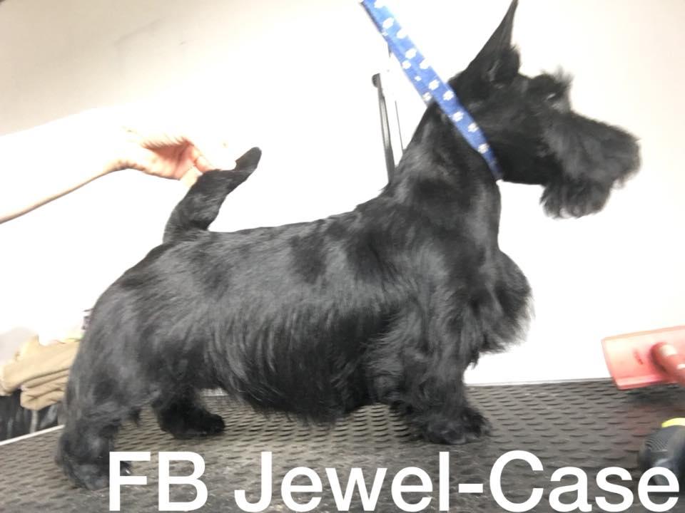 Filisite Brash Jewel Case | Scottish Terrier 