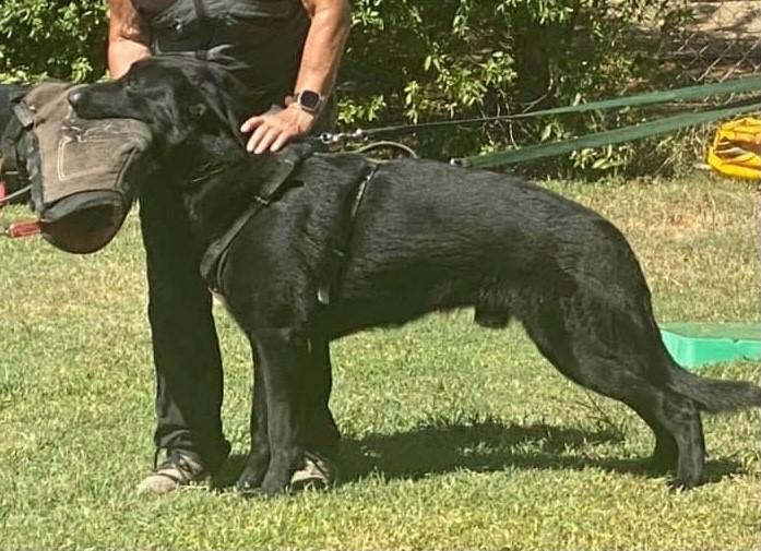 Elodin von Sentinelharts | German Shepherd Dog 