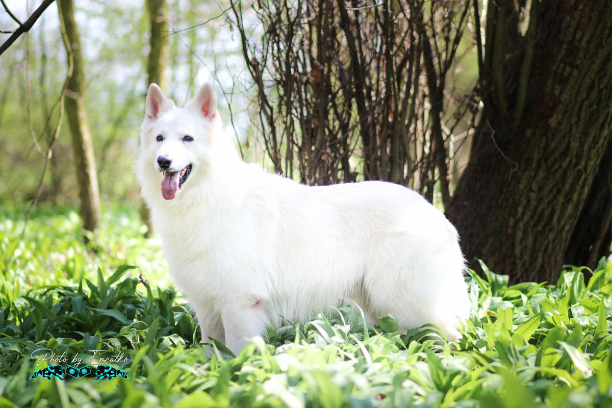 MAX AKBO-Parchovany | White Swiss Shepherd Dog 