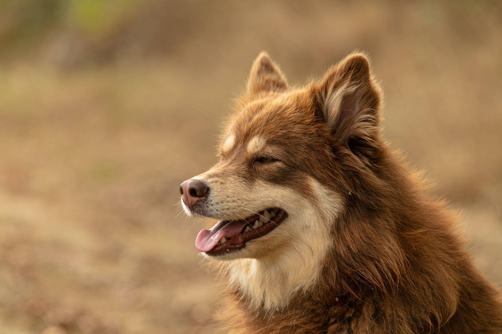 Lapponian Herder