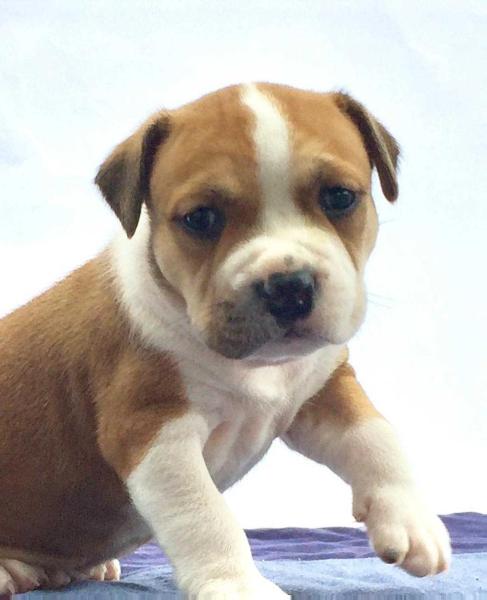 American Top Team Blade | American Staffordshire Terrier 