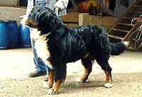 Sasso la Vaux | Bernese Mountain Dog 