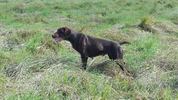 Glamour du Domaine du Framire | German Shorthaired Pointer 