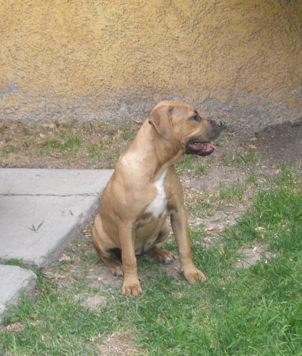 Salcedo's Dirty Sue aka Dolly | American Pit Bull Terrier 